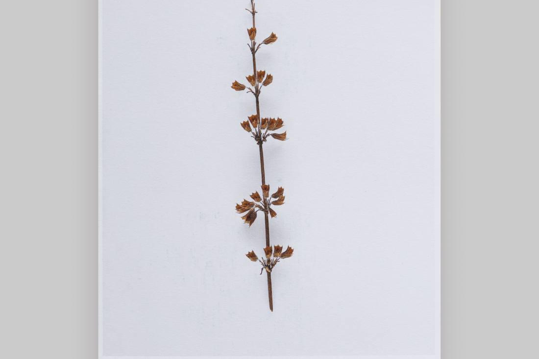 Avant Garten
